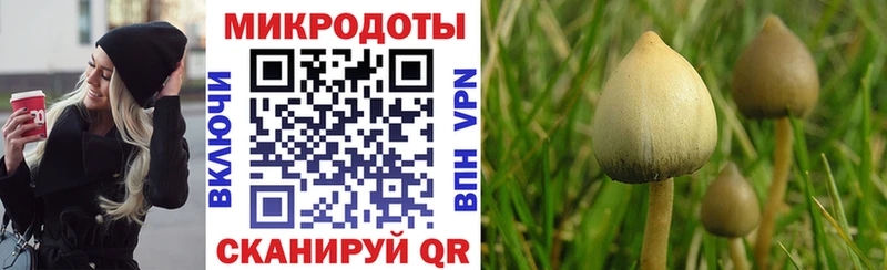 Купить  Красновишерск  Псилоцибиновые грибы Cubensis 